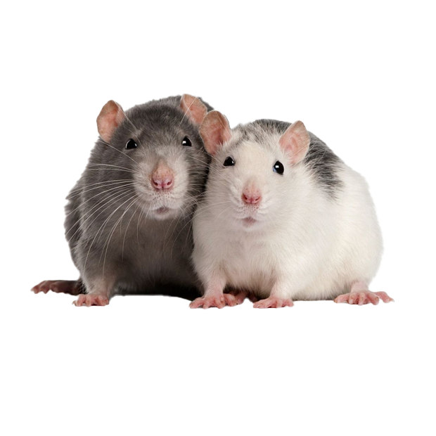 Imagem do peixe Rato Twister